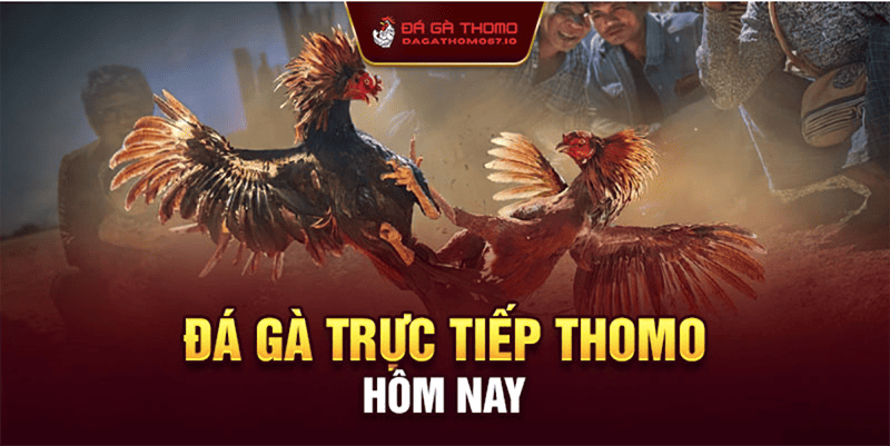 Đá gà Thomo – Sân chơi cá cược đá gà đẳng cấp nhất Châu Á