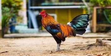 Kiến thức nuôi gà chuyên nghiệp