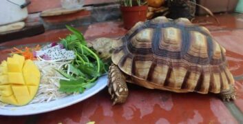 Mơ thấy rùa đánh con gì? Những con số may mắn trong lô đề